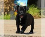 Small #7 Chihuahua Mix