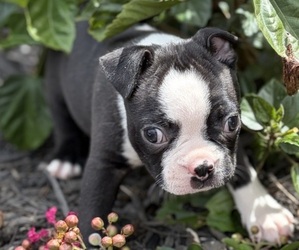 Boston Terrier Puppy for sale in HICKORY, NC, USA