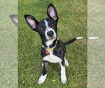 Pooky - Male Border Collie-Unknown Mix Dog for Adoption - Small photo