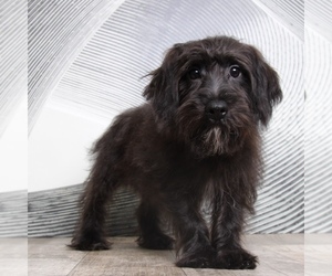 Yo-Chon Puppy for sale in WESTPOINT, IN, USA