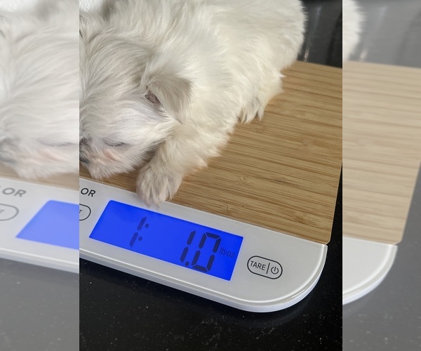 Medium Photo #6 Maltese Puppy For Sale in NILES, MI, USA