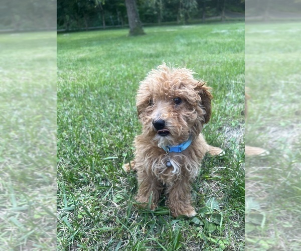 Medium Photo #16 Poodle (Miniature) Puppy For Sale in DURHAM, CT, USA