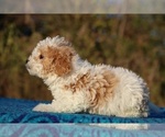 Small #9 Goldendoodle (Miniature)