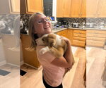 Small Photo #38 Australian Shepherd-Unknown Mix Puppy For Sale in Germantown, OH, USA