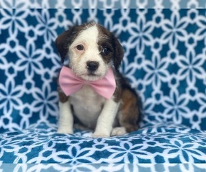 Boston Terrier-Cockapoo Mix Puppy for sale in LAKELAND, FL, USA
