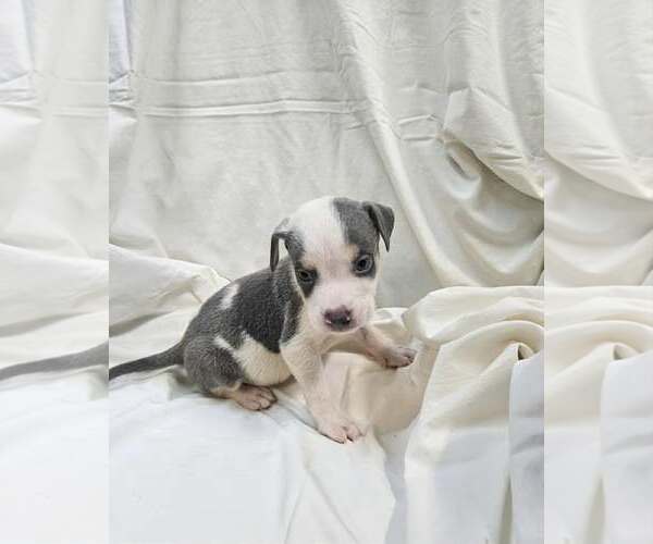 Medium Photo #4 Bulldog-Unknown Mix Puppy For Sale in SHERBURNE, NY, USA