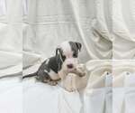 Small #3 Bulldog Mix