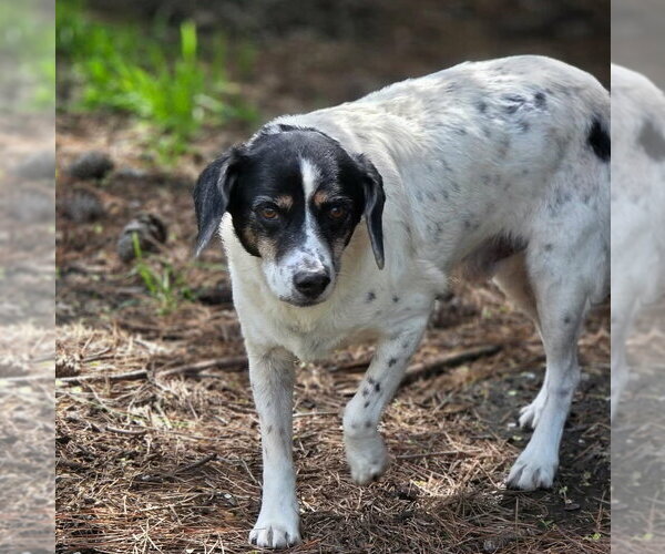 Medium Photo #3 Beagle-Unknown Mix Puppy For Sale in Anniston, AL, USA
