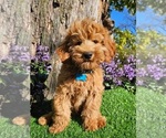 Image preview for Ad Listing. Nickname: Clifford