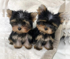 YorkiePoo Puppy for sale in SAN BERNARDINO, CA, USA