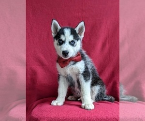 Siberian Husky Puppy for sale in QUARRYVILLE, PA, USA