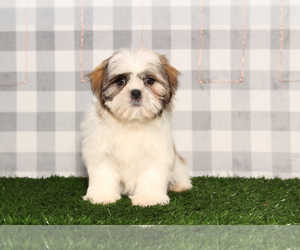 Zuchon Puppy for sale in MARIETTA, GA, USA