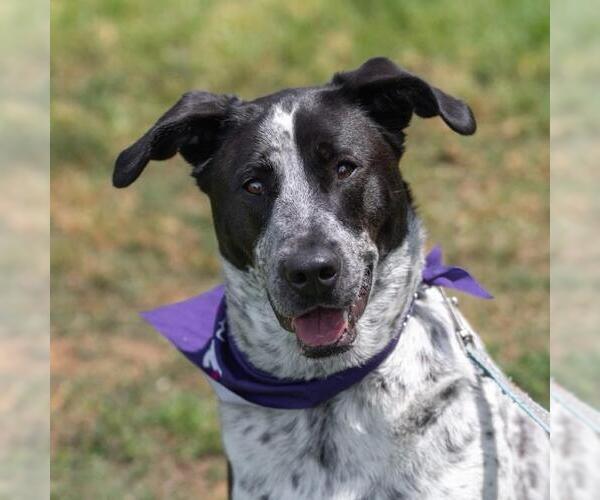 Medium Photo #1 Dalmatian-Unknown Mix Puppy For Sale in San Diego, CA, USA