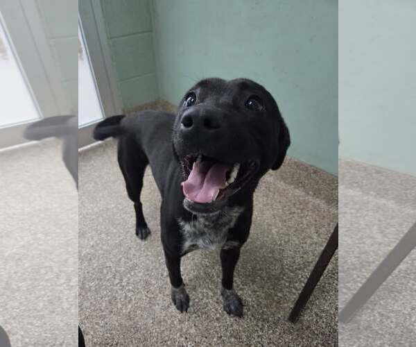 Medium Photo #2 Mutt Puppy For Sale in Martinsburg, WV, USA