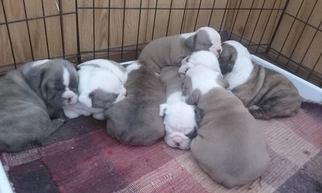 English Bulldogge Puppy for sale in HOLLAND, OH, USA