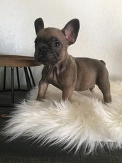 French Bulldog Puppy for sale in ARROYO GRANDE, CA, USA
