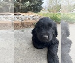 Small Photo #5 Goldendoodle Puppy For Sale in FORT COLLINS, CO, USA
