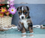 Small Photo #16 Miniature Australian Shepherd Puppy For Sale in CLARE, MI, USA