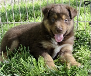 Miniature Australian Shepherd Puppy for sale in ARMSTRONG, MO, USA