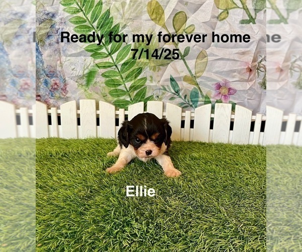Medium Photo #2 Cavalier King Charles Spaniel Puppy For Sale in MOUNT PLEASANT, MI, USA