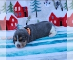 Small #17 Beagle