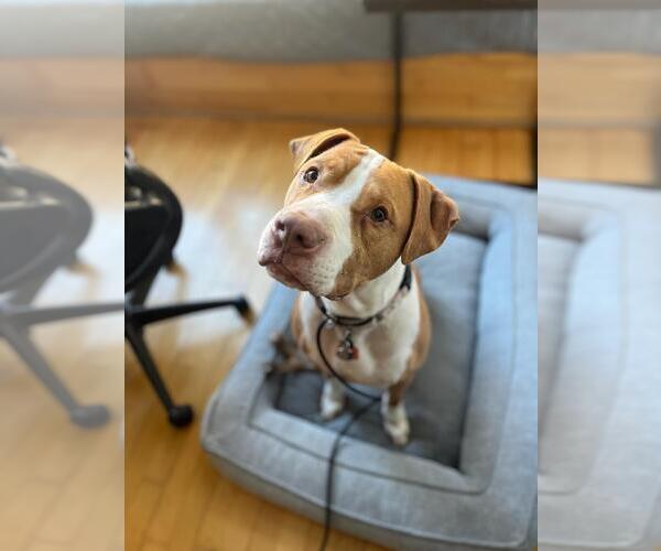 Medium Photo #3 Mutt Puppy For Sale in Hayward, CA, USA