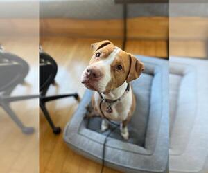 Riley - Male Mutt Dog for Adoption - Photo #3