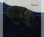 Puppy Brownie Goldendoodle