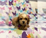 Small #3 Cavapoo (Miniature)