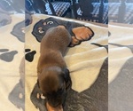 Small Photo #6 Dachshund Puppy For Sale in MONONA, IA, USA