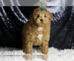 Small Photo #34 Maltipoo (Miniature) Puppy For Sale in WARSAW, IN, USA