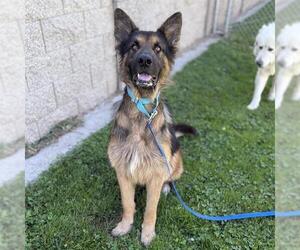 German Shepherd Dog Dogs for adoption in Modesto, CA, USA