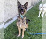 Small German Shepherd Dog