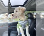 Small #2 Huskies -Maremma Sheepdog Mix