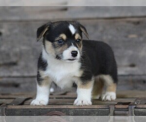 Pembroke Welsh Corgi Puppy for sale in LIBERTY, KY, USA