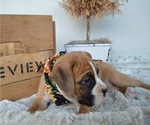 Small Photo #4 Boxer Puppy For Sale in HONEY BROOK, PA, USA