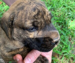 Great Dane Puppy for sale in TOWNVILLE, SC, USA