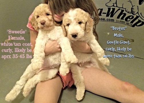 Medium Photo #1 Goldendoodle Puppy For Sale in GILBERT, AZ, USA