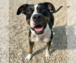 Small #5 American Pit Bull Terrier Mix