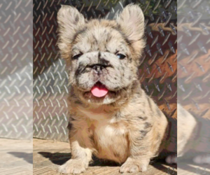 French Bulldog Puppy for sale in FORT LAUDERDALE, FL, USA