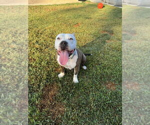 Medium American Pit Bull Terrier-Bulldog Mix