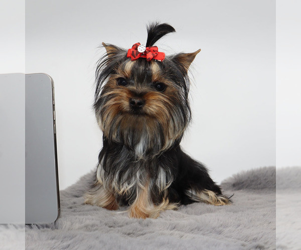 Medium Photo #3 Yorkshire Terrier Puppy For Sale in LOS ANGELES, CA, USA