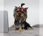 Small #2 Yorkshire Terrier