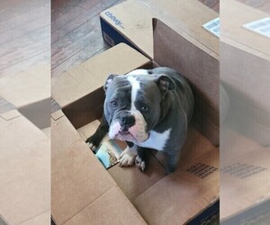 Mother of the Olde English Bulldogge puppies born on 08/17/2025