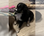Small #9 Miniature Australian Shepherd