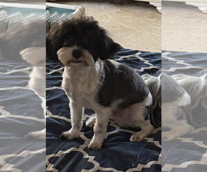 Kiki - Male Maltipoo (Toy) Dog for Adoption