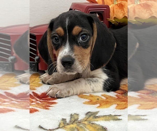 Medium Photo #1 Beagle Puppy For Sale in BEECH GROVE, IN, USA