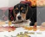 Small Photo #1 Beagle Puppy For Sale in BEECH GROVE, IN, USA
