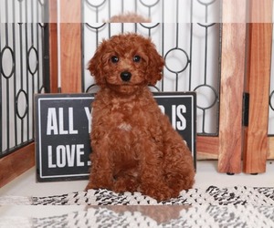 Cavapoo Puppy for sale in NAPLES, FL, USA