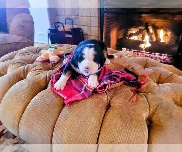 Medium Photo #11 Greater Swiss Mountain Dog Puppy For Sale in POTTSVILLE, PA, USA